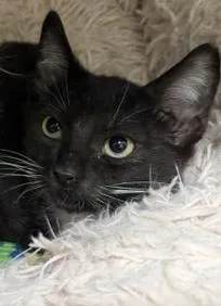 A baby small-sized male Domestic Short Hair cat named Domino for adoption in Santa Maria, CA