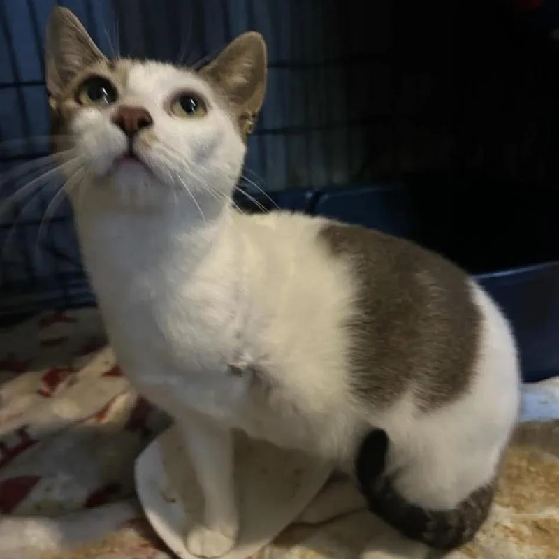 A young medium-sized male White Domestic Short Hair cat named Ben for adoption in Buffalo, MN
