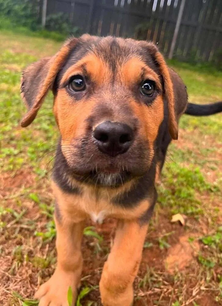 A baby large-sized female Brown / Chocolate Mixed Breed dog named Baby Kate for adoption in Acworth, GA