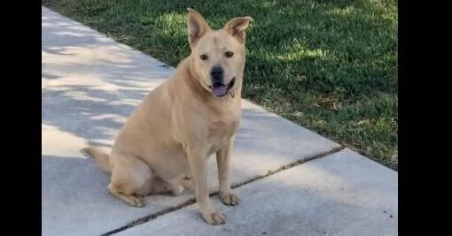 A young large-sized male Yellow / Tan / Blond / Fawn Thai Ridgeback dog named Ponchito for adoption in Richmond, TX