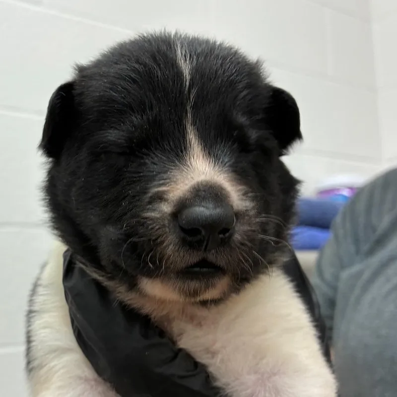 A baby small-sized male Black Shepherd dog named Derringer for adoption in Corpus Christi, TX