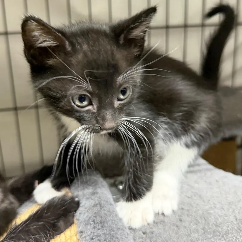 A baby small-sized female Black Domestic Short Hair cat named Trix for adoption in Gainesville, FL