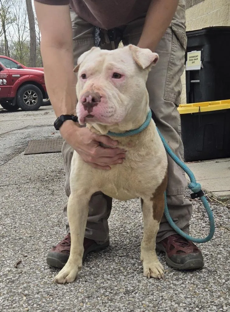A senior medium-sized female Pit Bull Terrier dog named Megan for adoption in Saint Clairsville, OH
