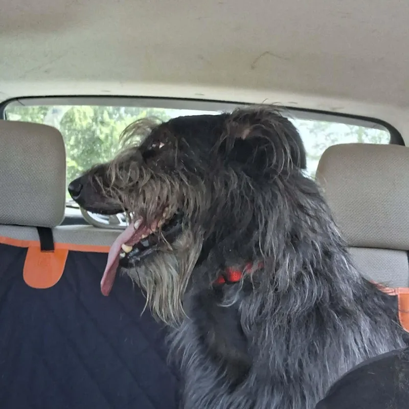 An adult medium-sized male Black Irish Wolfhound dog named Kane for adoption in Vine Grove, KY