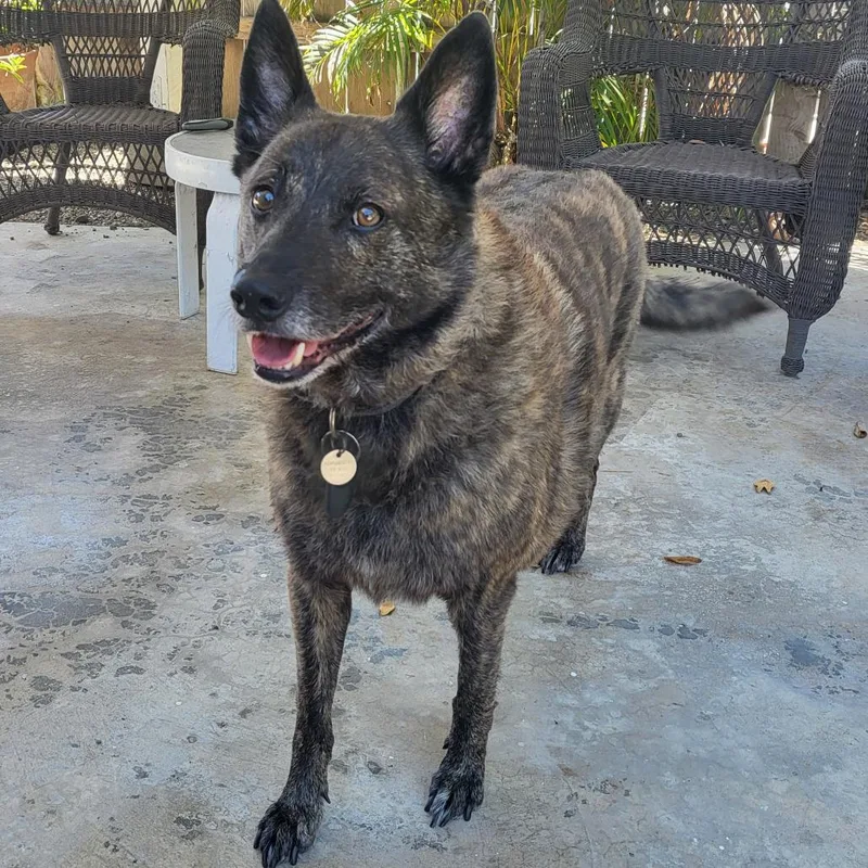 A senior large-sized male Brown / Chocolate Belgian Shepherd / Malinois dog named Turbo Trebek for adoption in Ramona, CA