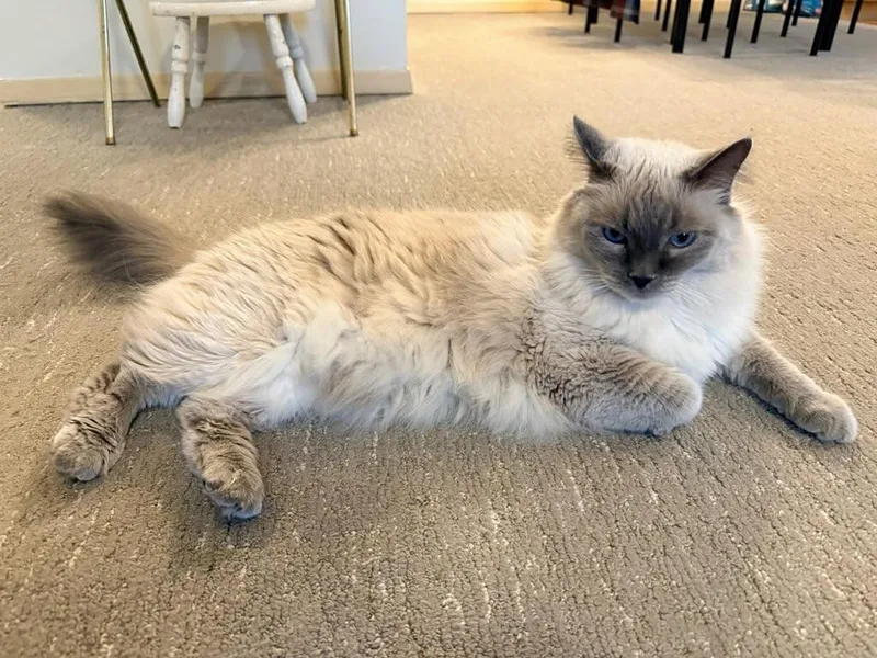 An adult large-sized female Lilac Point Siamese cat named Lucky for adoption in Billings, MT