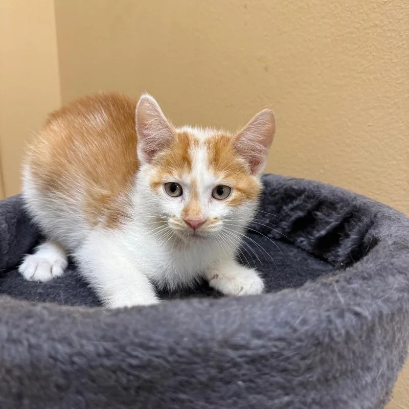 A baby small-sized male Orange / Red Domestic Short Hair cat named Cheddar for adoption in Hemet, CA