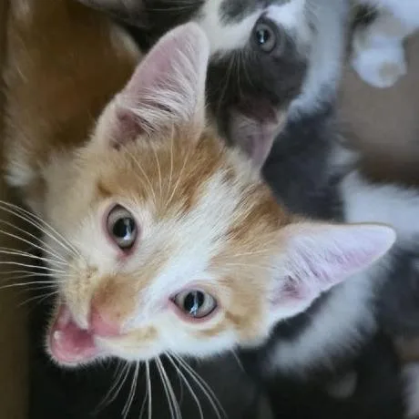 Cheddar thumbnail 2