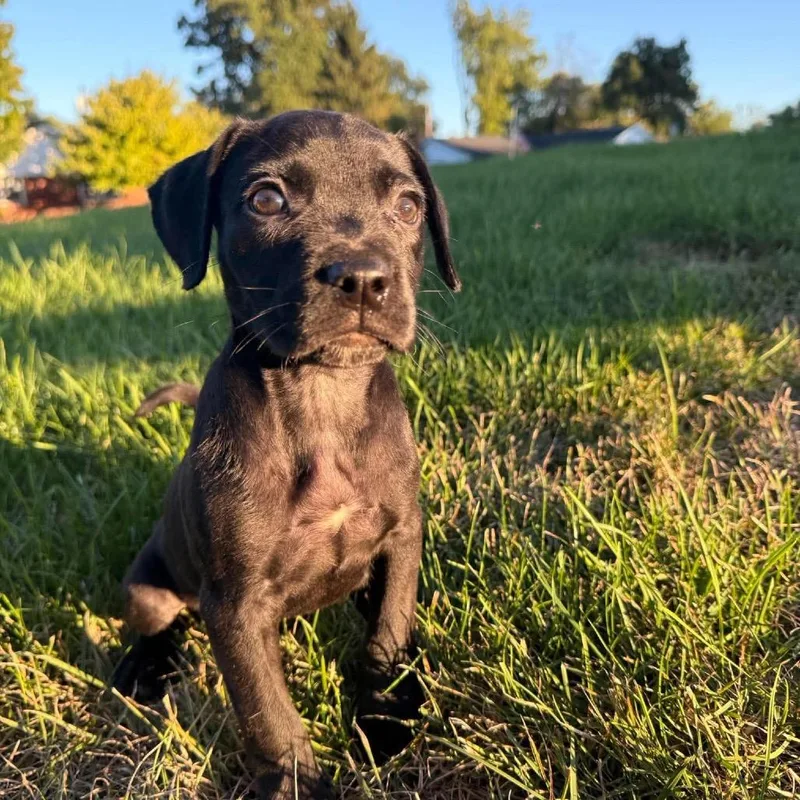 A baby small-sized female Mixed Breed dog named Cherry for adoption in Farmersville, OH