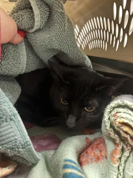 An adult large-sized male Domestic Short Hair cat named Hashtag for adoption in Stratham, NH