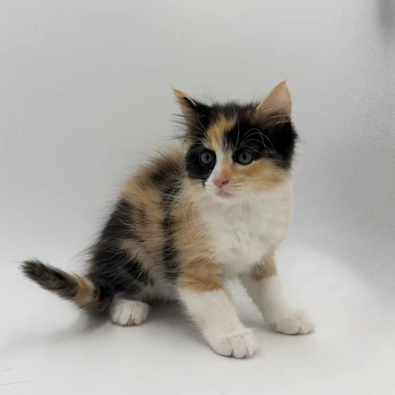 A baby medium-sized female Domestic Medium Hair cat named Jazz for adoption in State College, PA