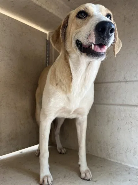 An adult medium-sized female Hound dog named Barbie for adoption in Oklahoma City, OK