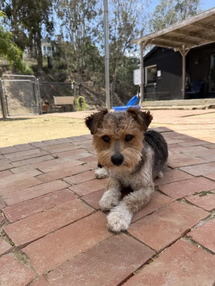 A young small-sized male Tricolor (Brown, Black, & White) Poodle dog named Dill for adoption in San Diego, CA