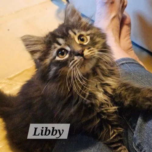 Libby thumbnail 2