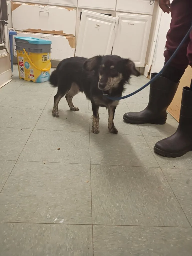 An adult small-sized male Terrier dog named Laroe for adoption in Albany, GA