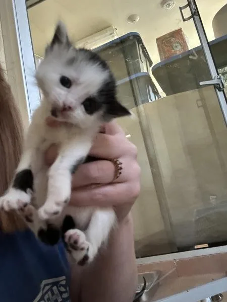 A baby small-sized female Domestic Short Hair cat named Sam I Am for adoption in Kennewick, WA