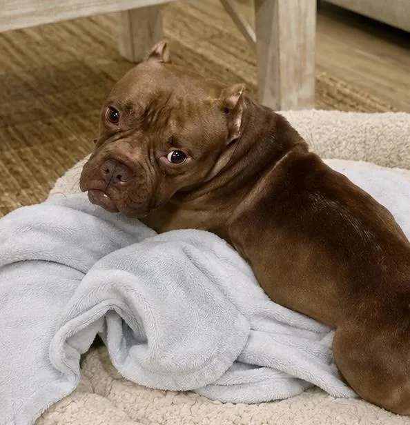 A young small-sized female Red / Chestnut / Orange English Bulldog dog named Tulip for adoption in Tifton, GA