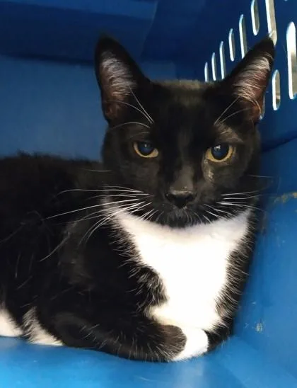 An adult small-sized female Domestic Short Hair cat named Sophia for adoption in Palm Coast, FL