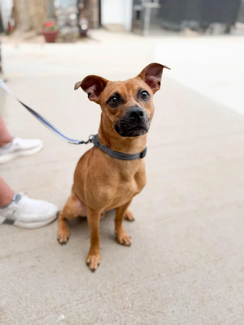 A young medium-sized male Jack Russell Terrier dog named Cheesel for adoption in Windsor, CO