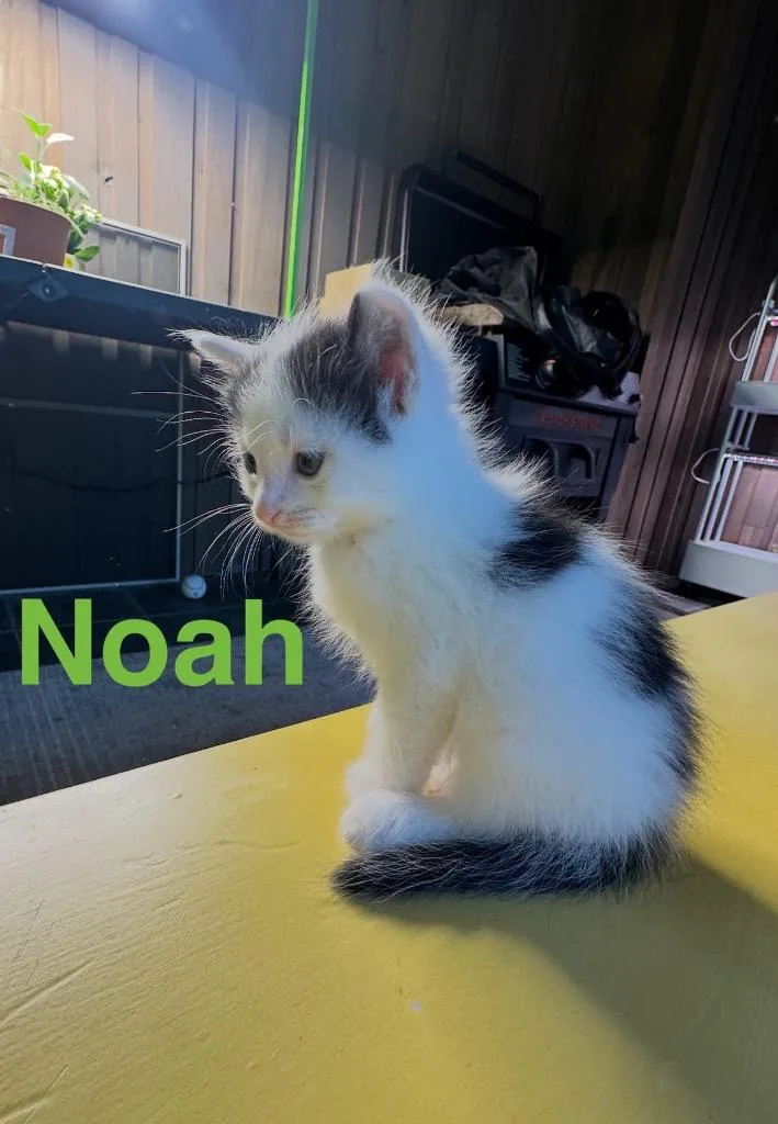 A baby medium-sized male Domestic Short Hair cat named Noah for adoption in Johnson City, TN