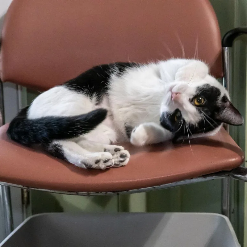 A young medium-sized female Black Domestic Short Hair cat named Karen for adoption in McKean, PA