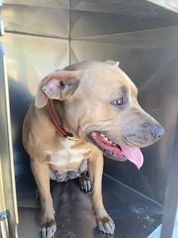 A young large-sized female Pit Bull Terrier dog named Hazel for adoption in Dallas, TX