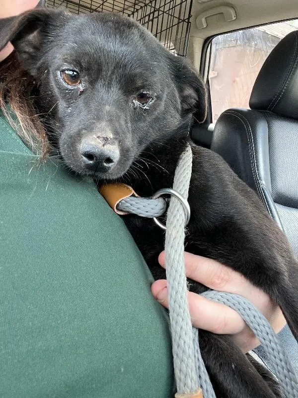 An adult small-sized male Black Chihuahua dog named Turbo for adoption in Georgetown, OH