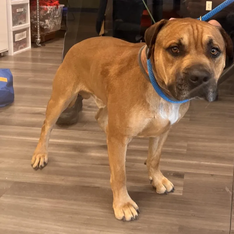 An adult large-sized male Brown / Chocolate Mastiff dog named YORKStray for adoption in York, PA