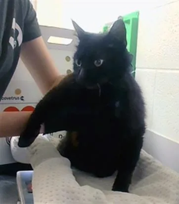 Count Scratchula