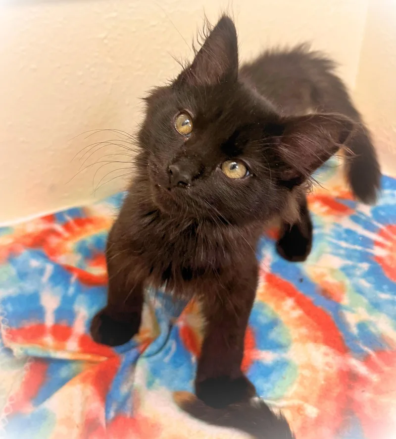 A baby small-sized male Black Norwegian Forest Cat cat named Cosmo a cozy for adoption in The Dalles, OR