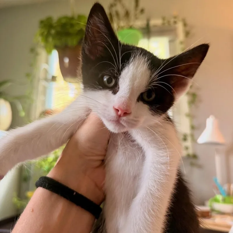 A baby small-sized male Black Domestic Short Hair cat named Sprout for adoption in Springfield, IL