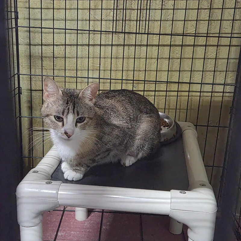 A young medium-sized female Tabby (Buff / Tan / Fawn) Manx cat named Mariah for adoption in Greeley, CO