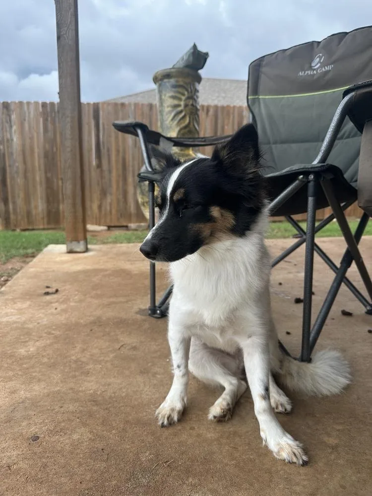 A young medium-sized female Tricolor (Brown, Black, & White) Border Collie dog named Tawney for adoption in Shawnee, OK