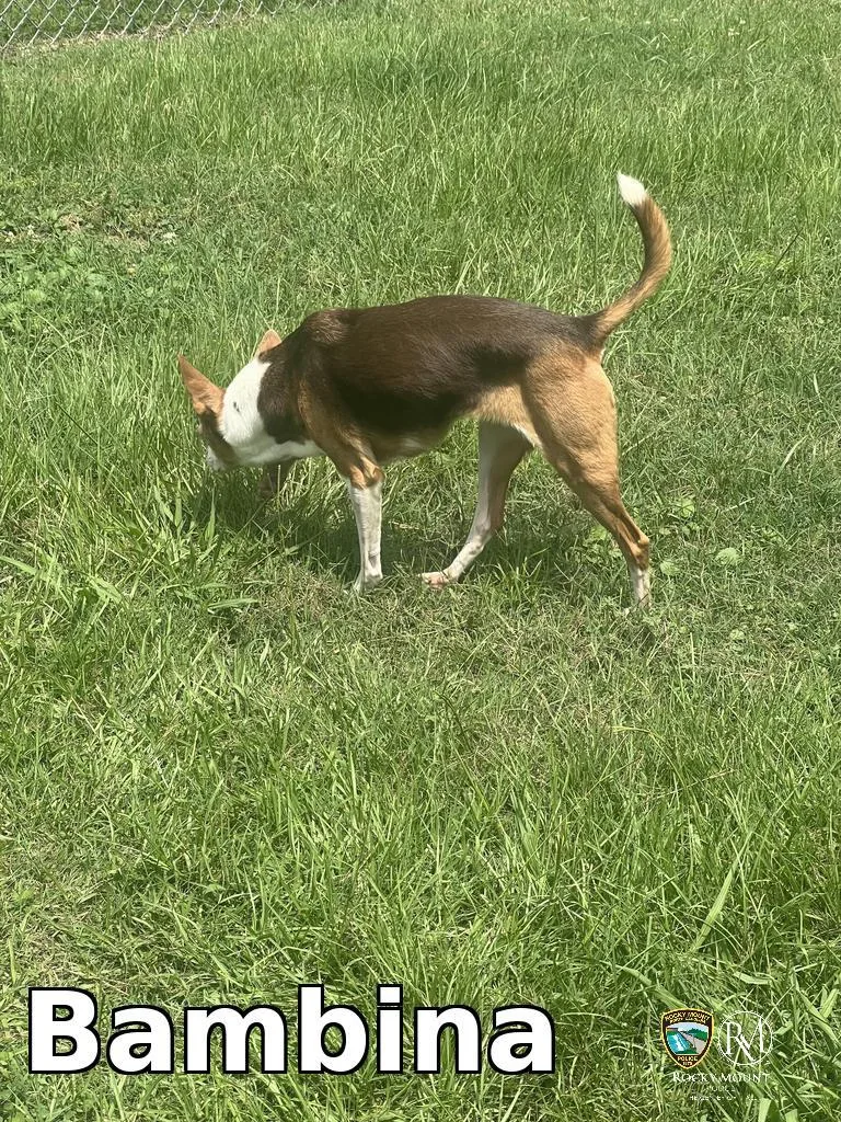 An adult small-sized female Pit Bull Terrier dog named Bambina for adoption in Rocky Mount, NC