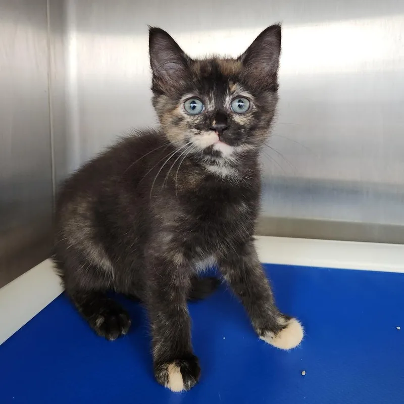 A baby small-sized female Black Domestic Short Hair cat named Pookie for adoption in Fort Wayne, IN