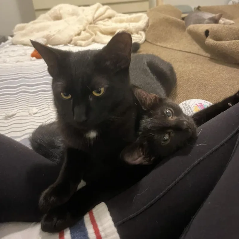 A young small-sized male Black Domestic Short Hair cat named Juno for adoption in Charlotte, NC