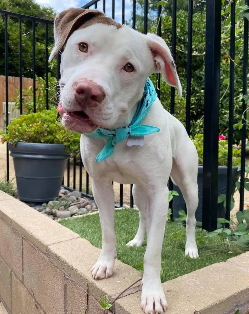 An adult large-sized male Pit Bull Terrier dog named Josh for adoption in Redlands, CA