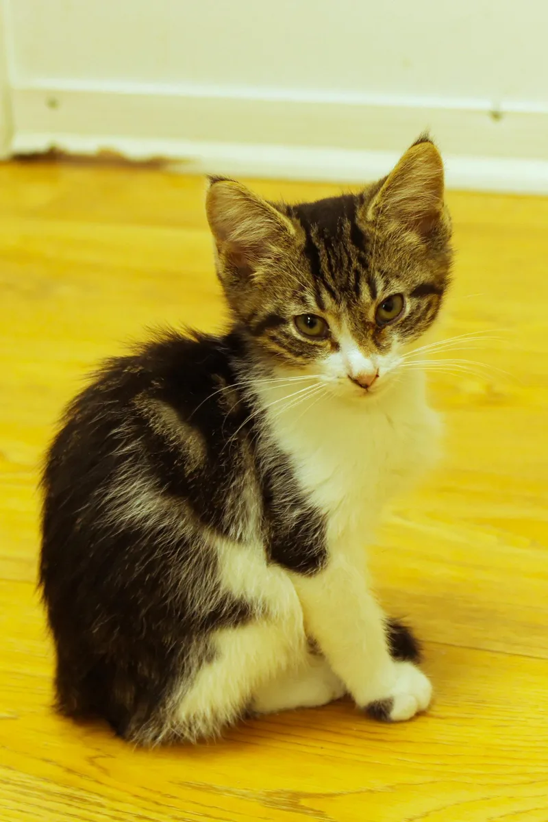 A baby medium-sized male White Domestic Short Hair cat named Boomer for adoption in Urbana, OH