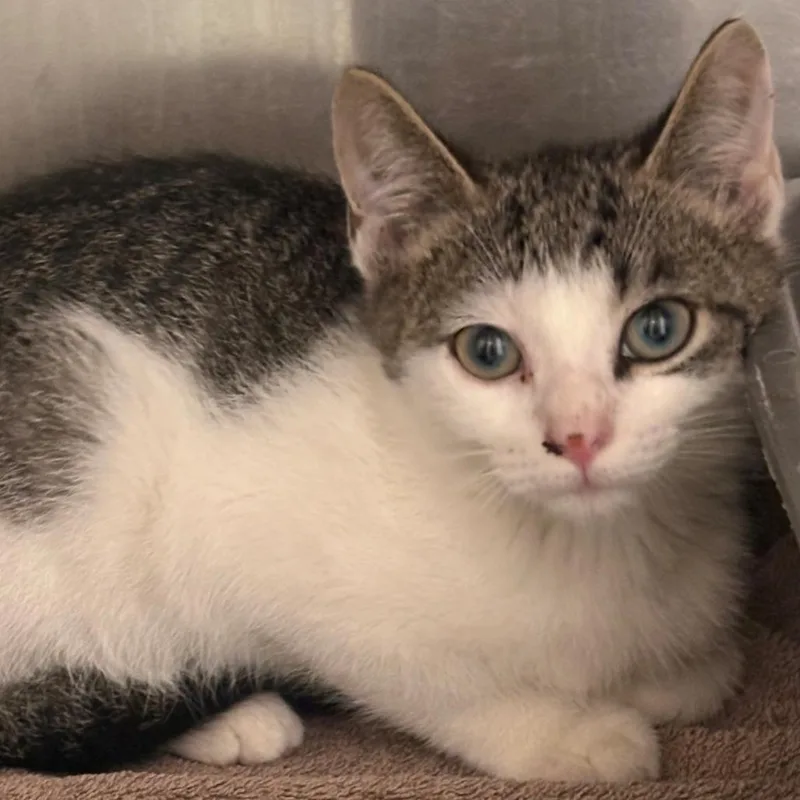 A baby small-sized male White Domestic Short Hair cat named Damon for adoption in East Hanover, NJ
