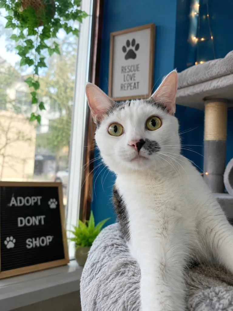 A young large-sized female Domestic Short Hair cat named Dottie Jean for adoption in Fort Worth, TX