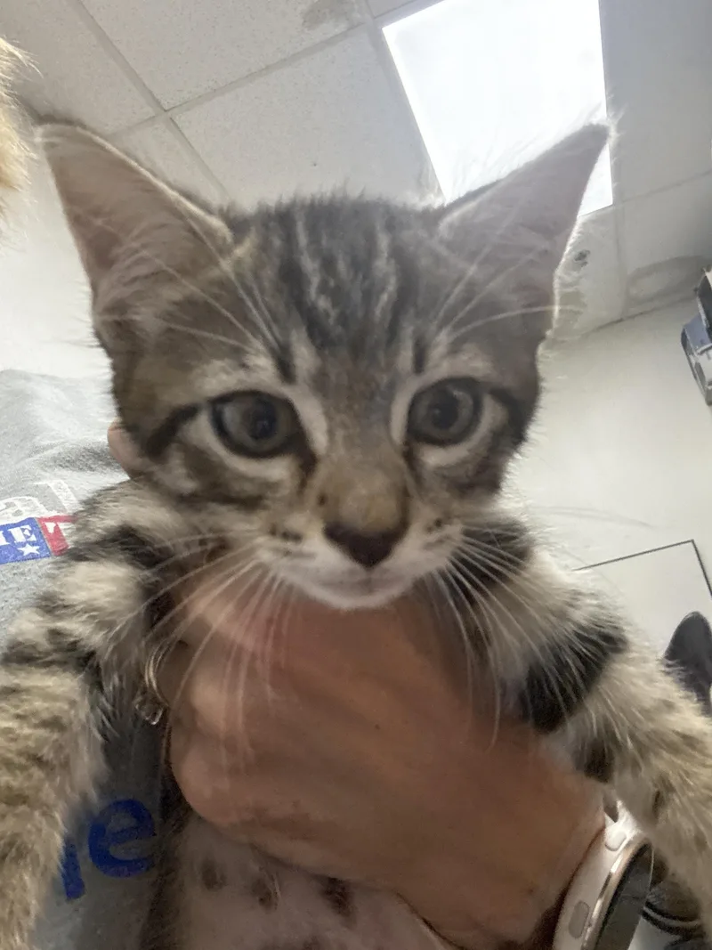 A baby medium-sized male Domestic Short Hair cat named Yamaha for adoption in Houston, TX
