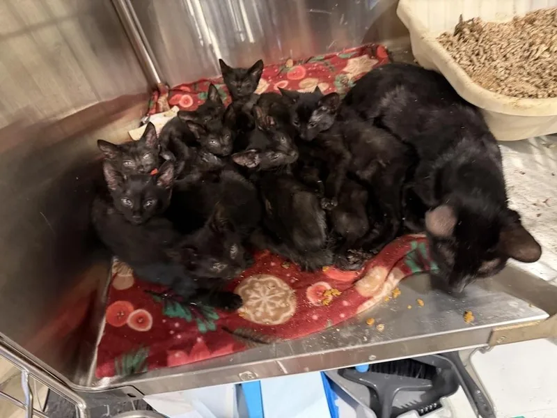 A baby small-sized female Black Domestic Short Hair cat named Buckeye for adoption in Bolton, CT