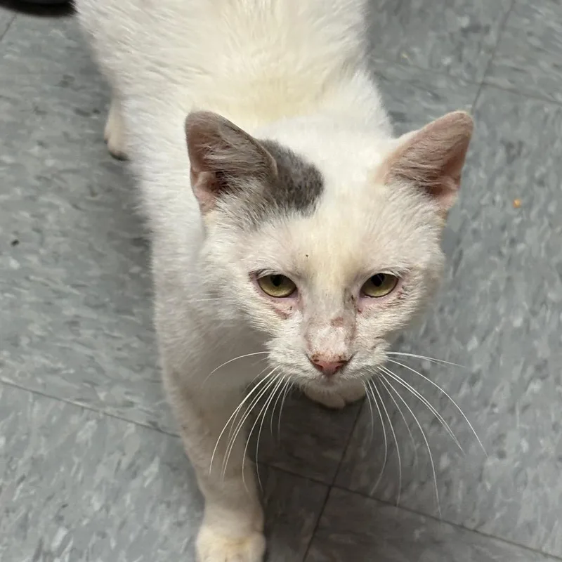 An adult small-sized male White Domestic Short Hair cat named King for adoption in Branson, MO