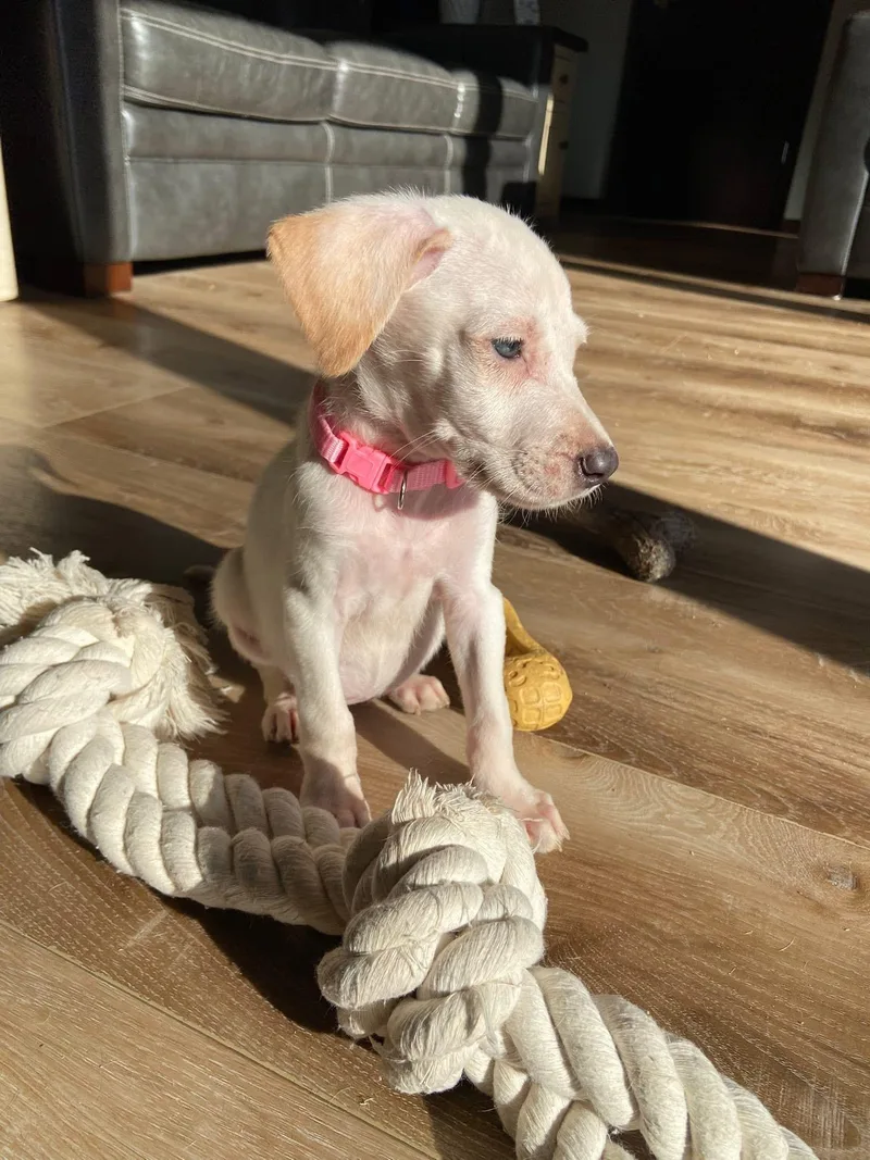 Wintermint The Lab Mix thumbnail 2