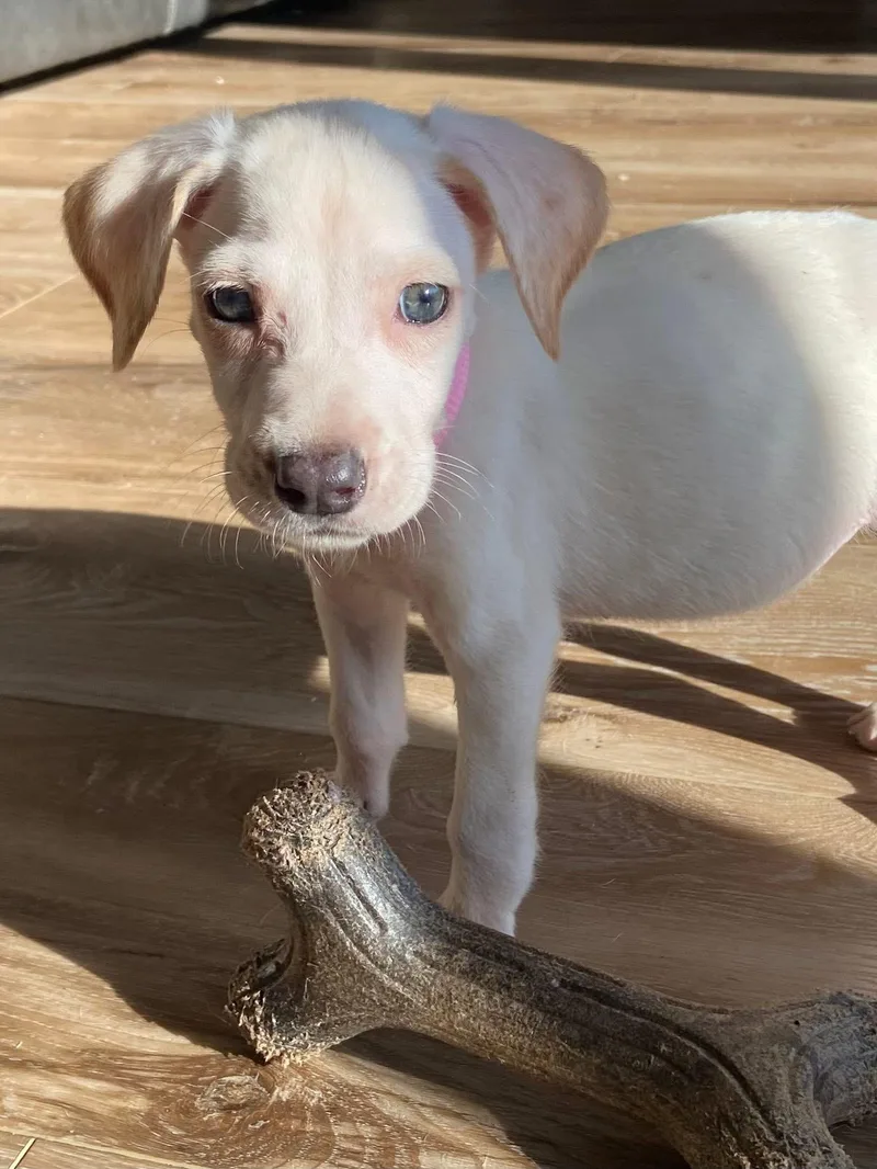 Wintermint The Lab Mix