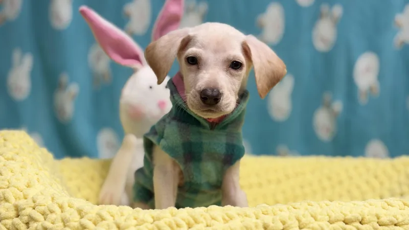 Wintermint The Lab Mix thumbnail 3