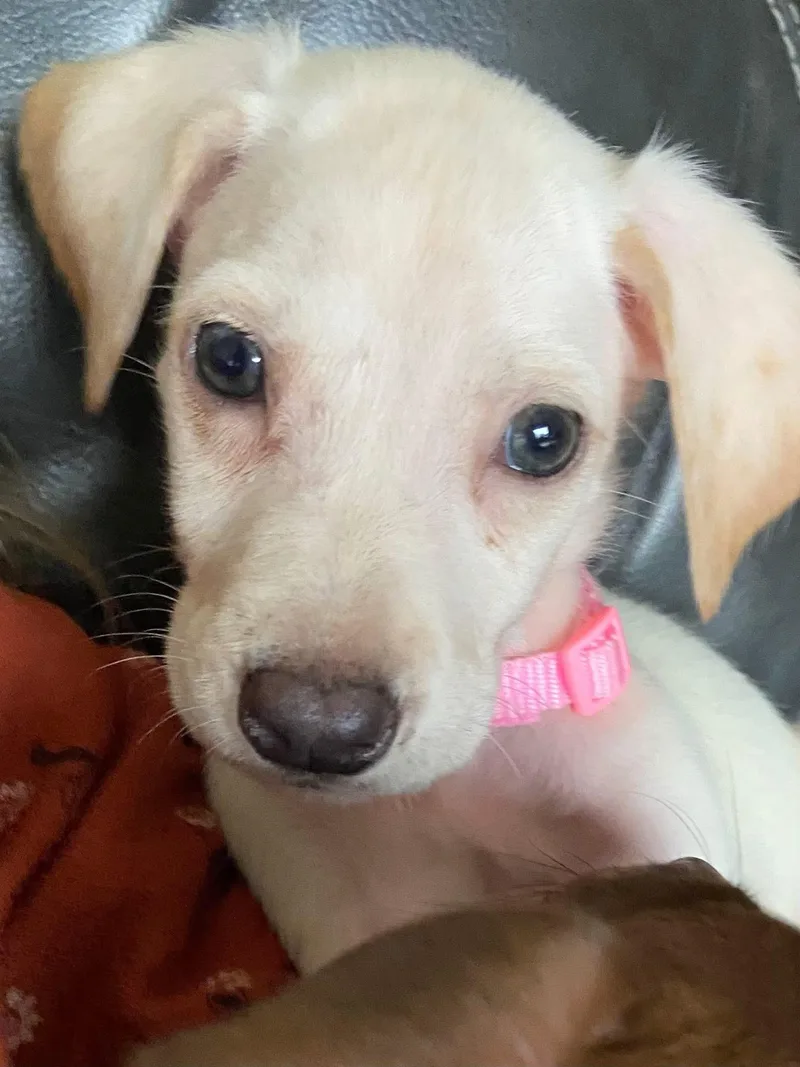 Wintermint The Lab Mix thumbnail 4