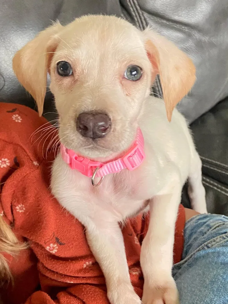 Wintermint The Lab Mix thumbnail 5