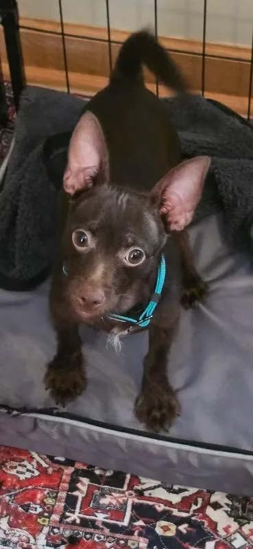 A young small-sized female Chihuahua dog named Ruby for adoption in Lacona, NY