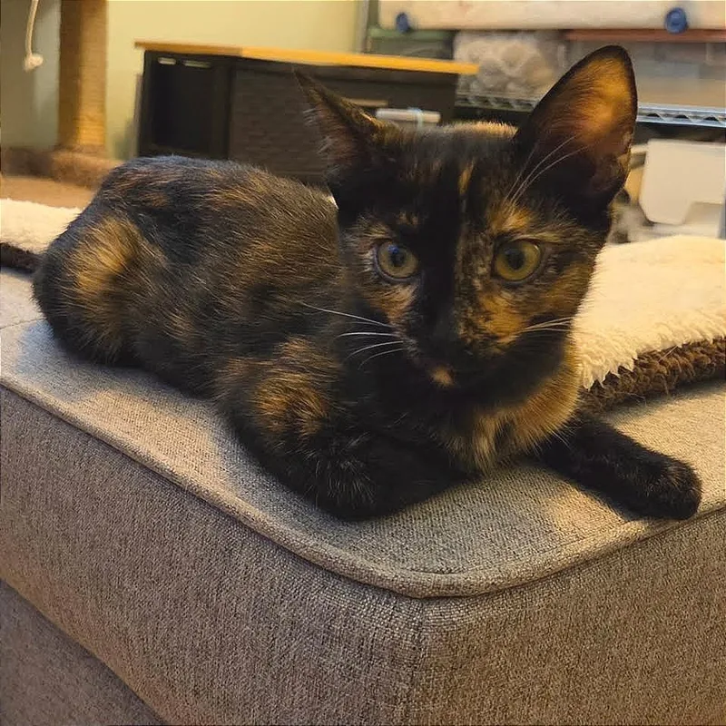 Kira